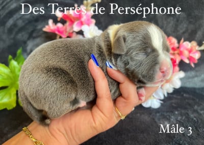 Les chiots de Staffordshire Bull Terrier