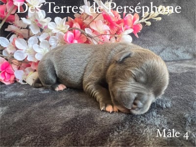 Les chiots de Staffordshire Bull Terrier