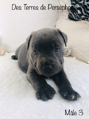 Les chiots de Staffordshire Bull Terrier