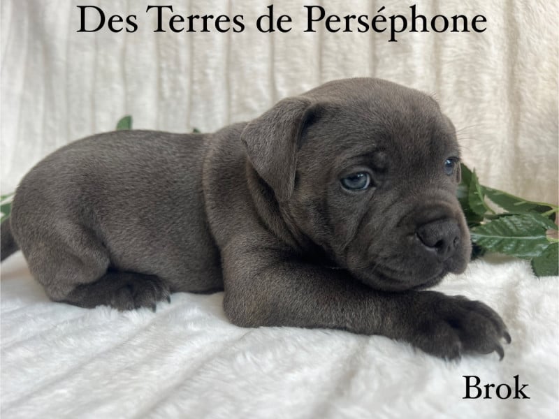 Staffordshire Bull Terrier - Des Terres De Perséphone