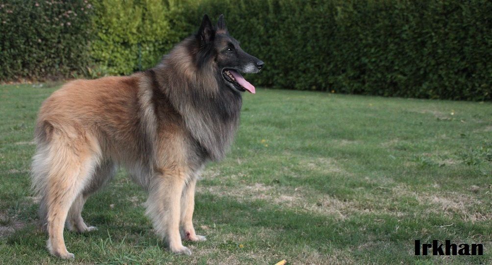 Publication : du Joli CouCou Auteur : Le Joli CouCou