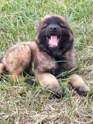 Les chiots de Berger Belge