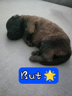 Les chiots de Berger Belge