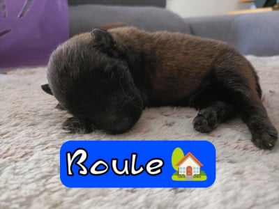 Les chiots de Berger Belge