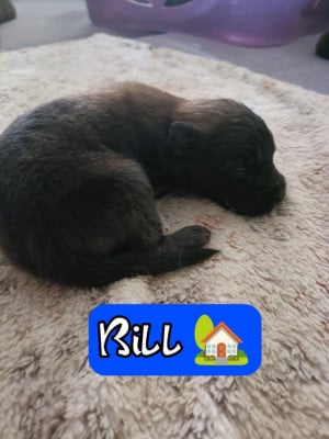 Les chiots de Berger Belge