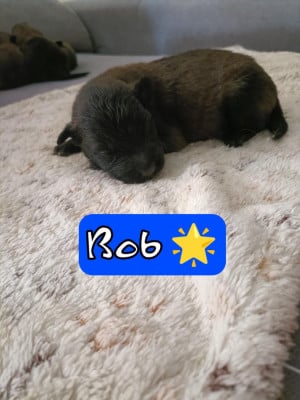 Les chiots de Berger Belge