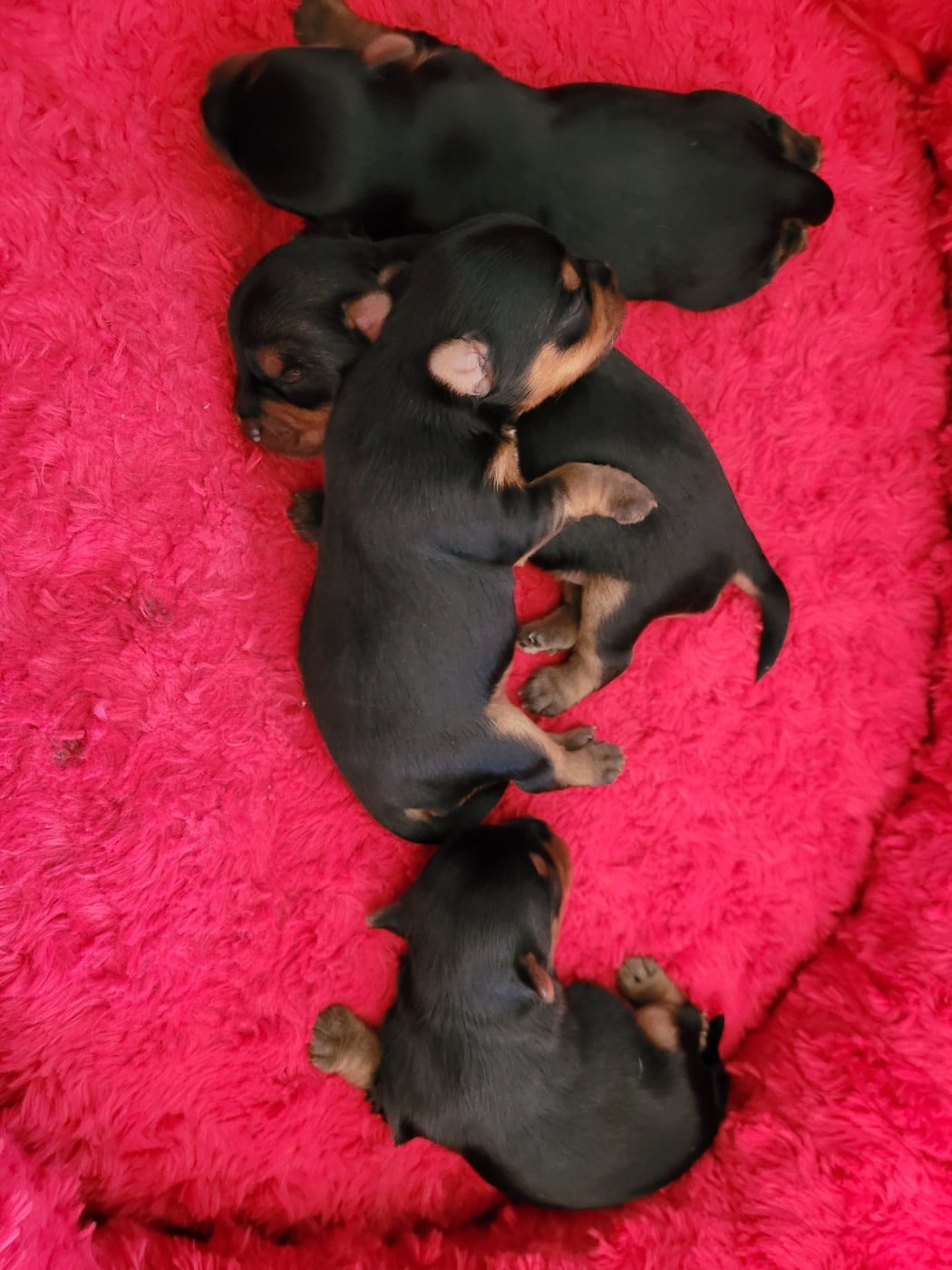 Yorkshire Terrier - De La Lionne Des Neiges