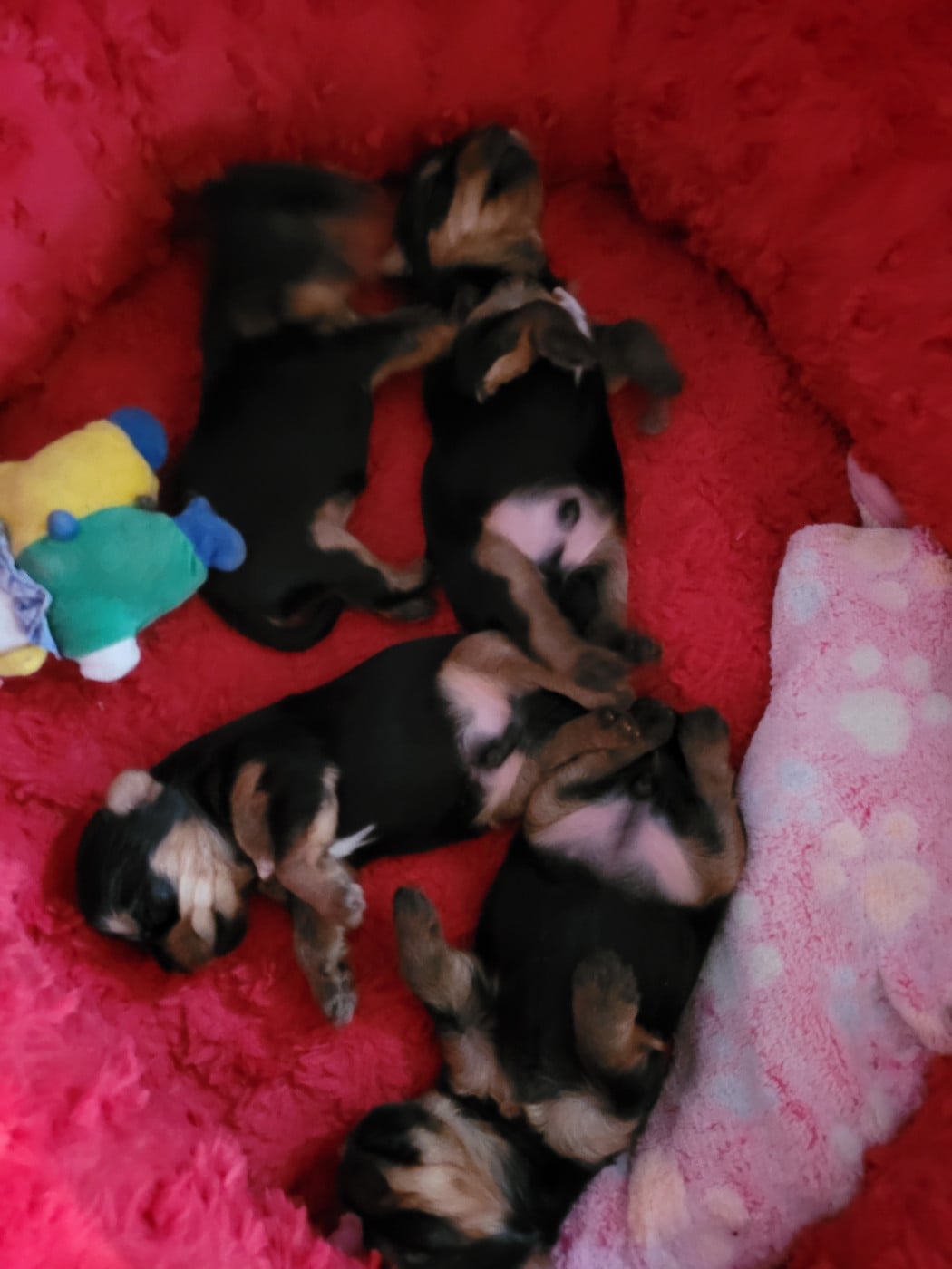 Yorkshire Terrier - De La Lionne Des Neiges