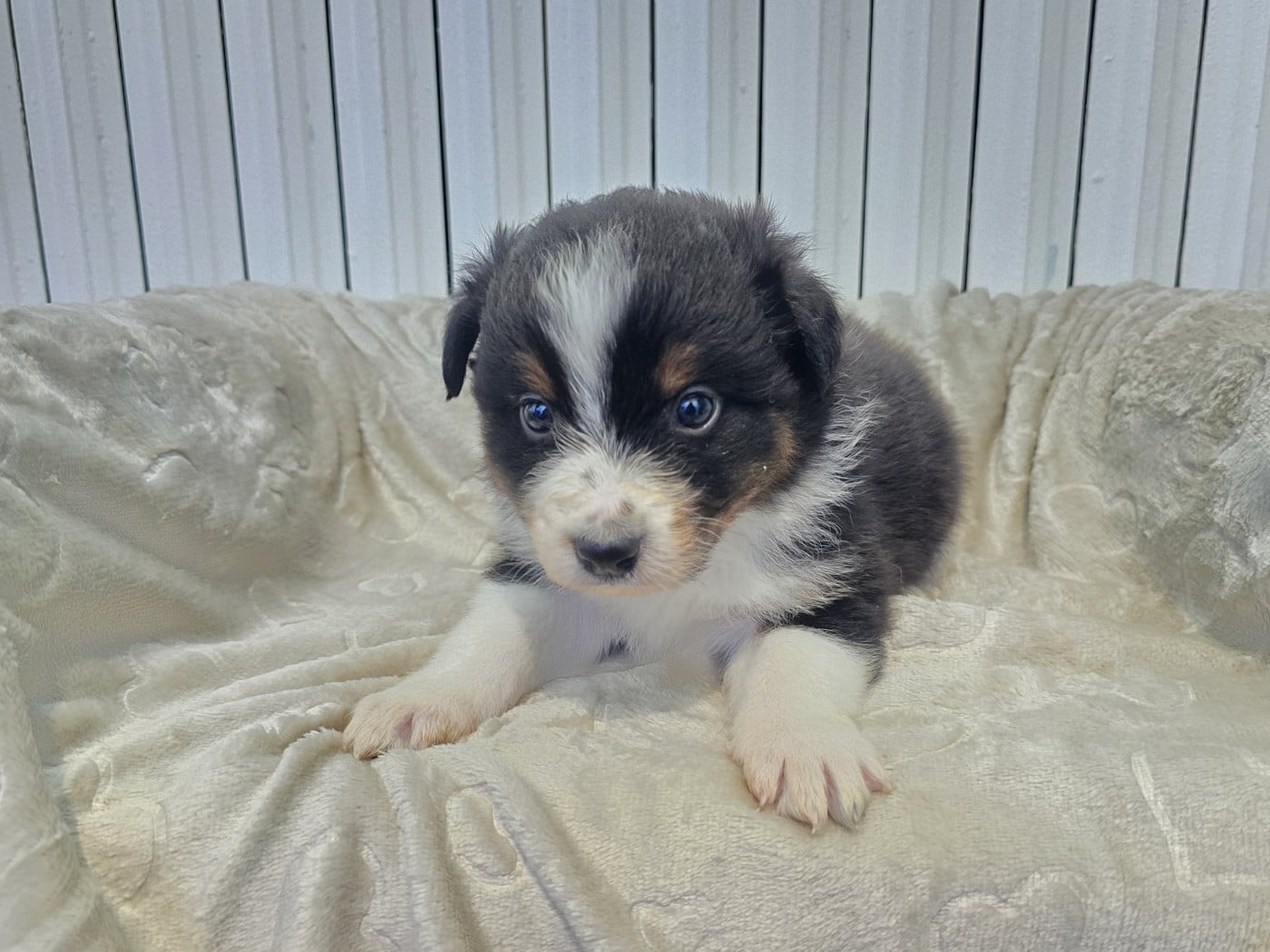 Chiot N°2 - Berger Australien