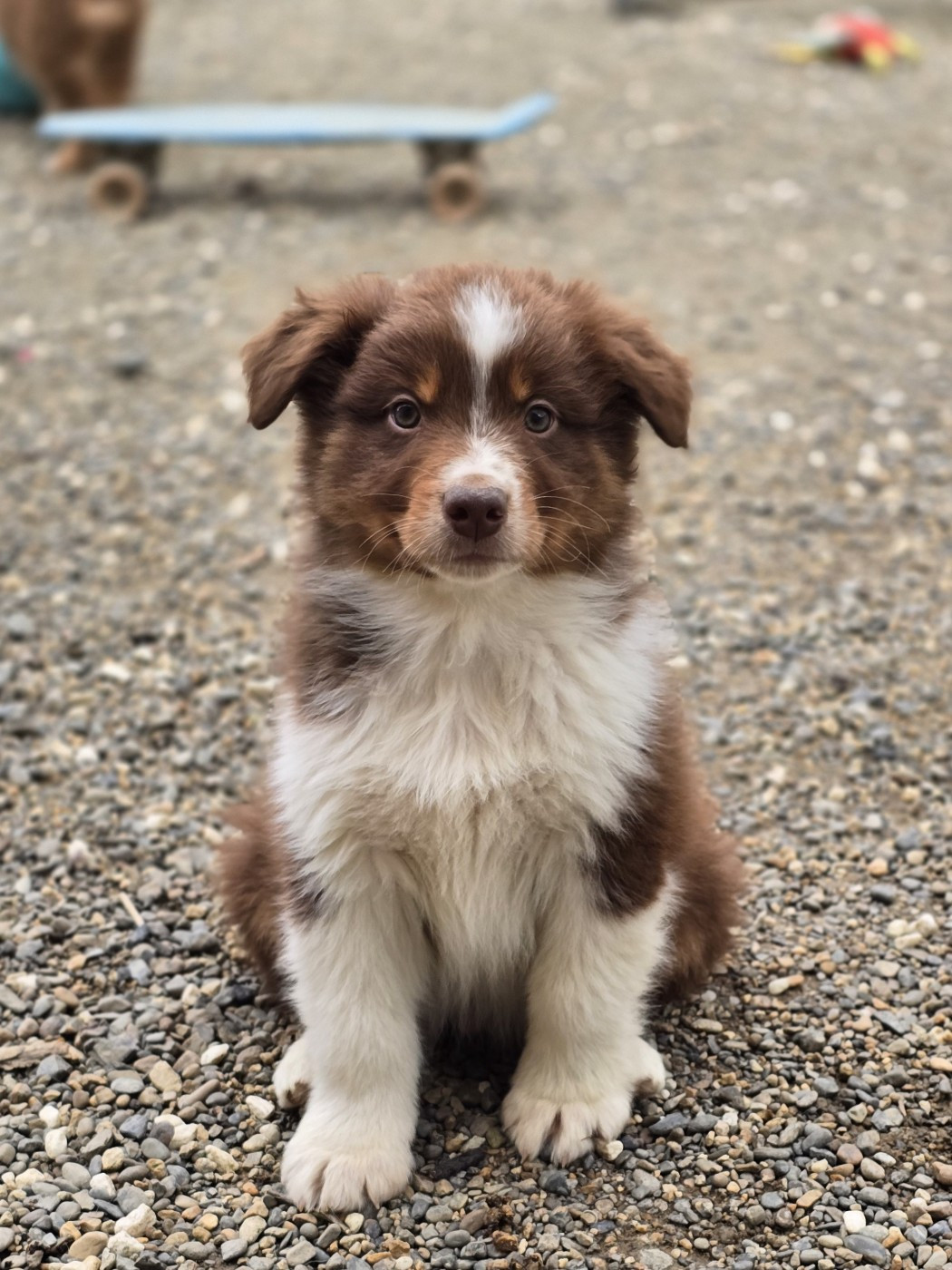 Chiot N°3 - Berger Australien