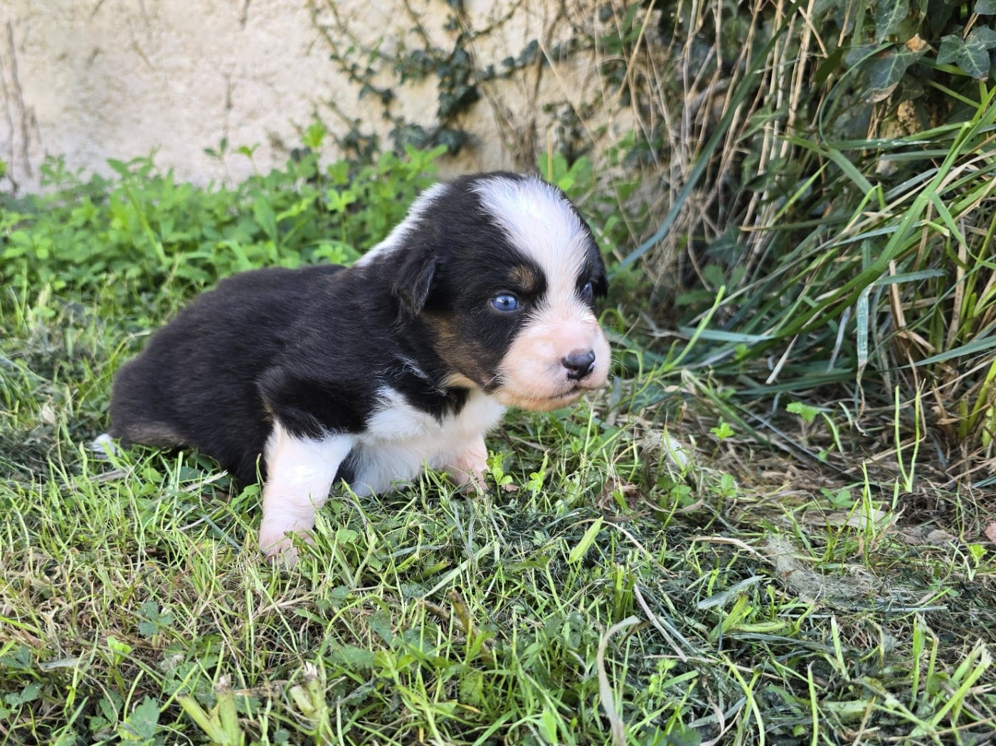 Chiot N°1 - Berger Australien