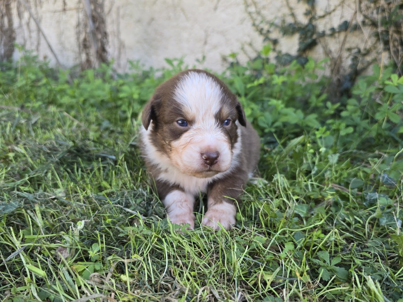 Chiot N°2 - Berger Australien