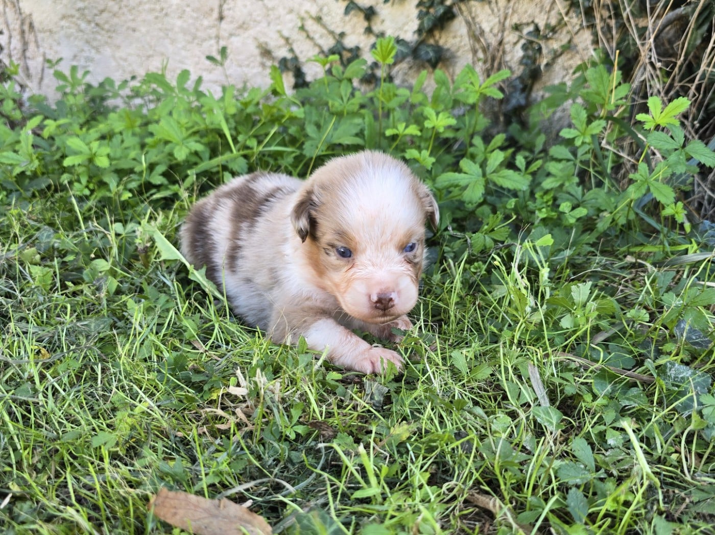 Chiot N°4 - Berger Australien