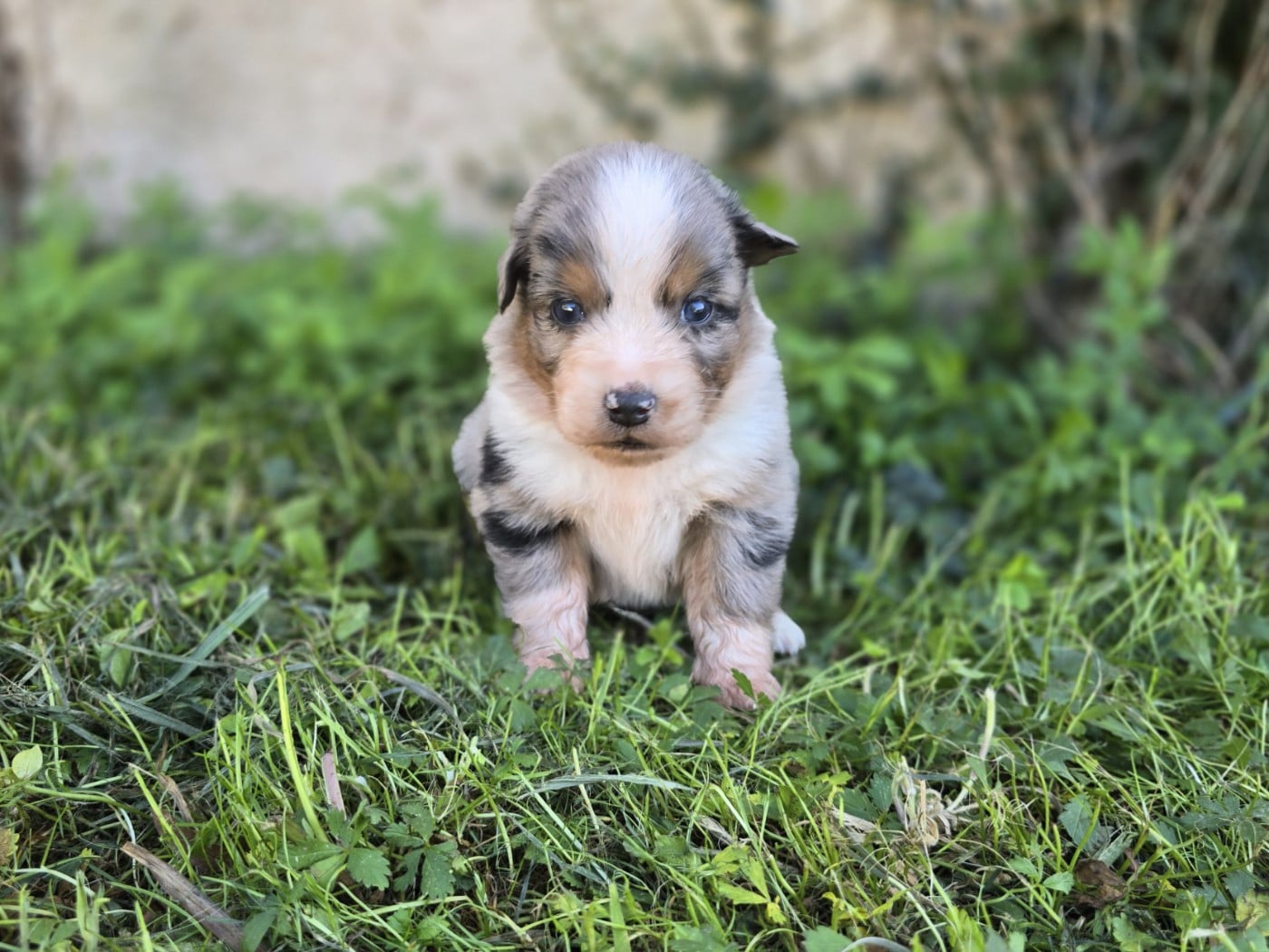 Chiot N°6 - Berger Australien