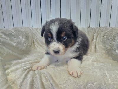 Les chiots de Berger Australien