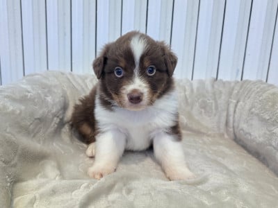 Les chiots de Berger Australien