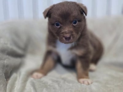 Les chiots de Berger Australien