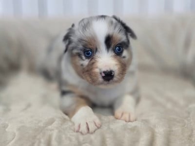 Les chiots de Berger Australien