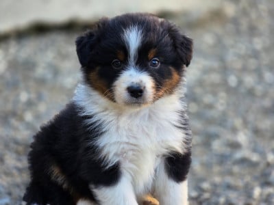 Les chiots de Berger Australien