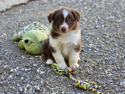 Les chiots de Berger Australien
