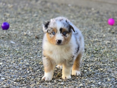 Les chiots de Berger Australien