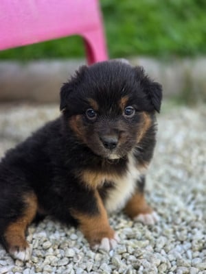 Les chiots de Berger Australien