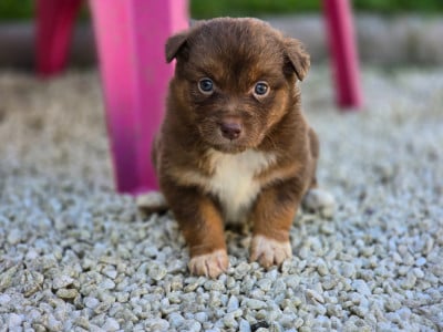 Les chiots de Berger Australien