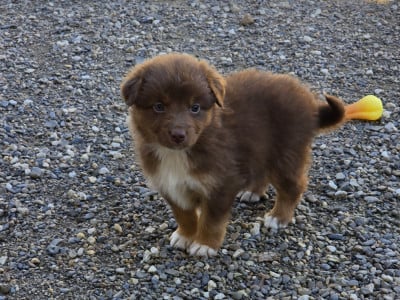 Les chiots de Berger Australien