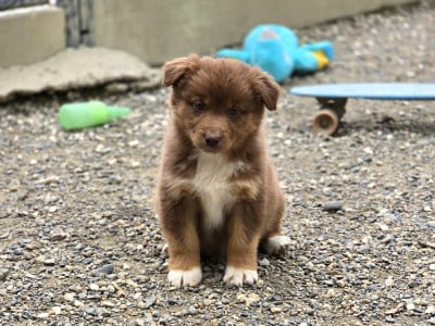 Les chiots de Berger Australien
