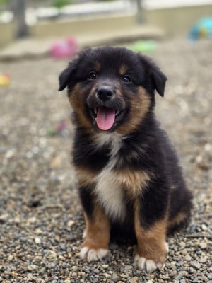 Les chiots de Berger Australien