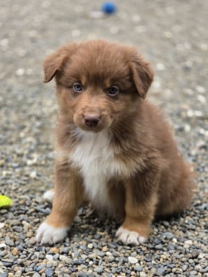 Les chiots de Berger Australien