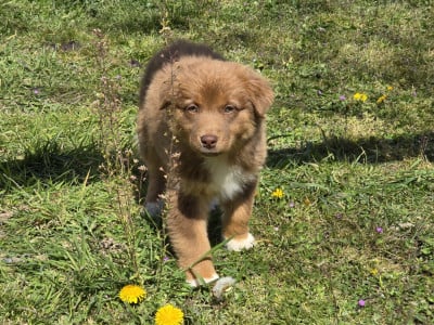 Les chiots de Berger Australien