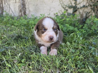 Chiot N°2 - Berger Australien