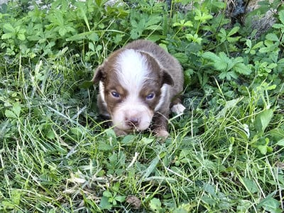 Chiot N°3 - Berger Australien