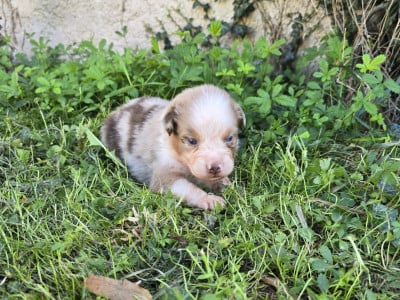 Chiot N°4 - Berger Australien