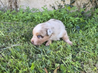 Chiot N°5 - Berger Australien