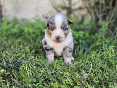 Chiot N°6 - Berger Australien