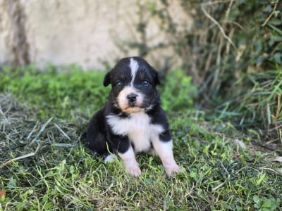 Chiot N°7 - Berger Australien