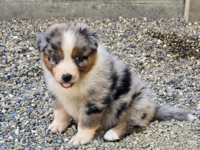 Les chiots de Berger Australien
