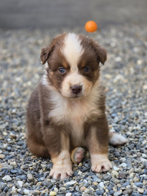 Les chiots de Berger Australien