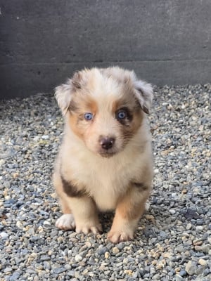 Les chiots de Berger Australien