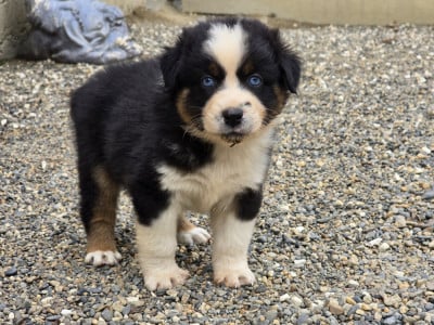 Les chiots de Berger Australien