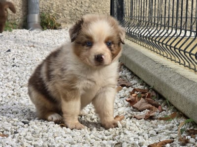Les chiots de Berger Australien