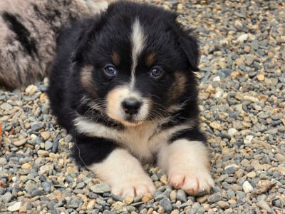 Les chiots de Berger Australien