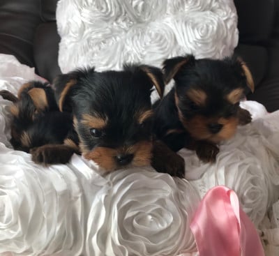 Very Castel D'Argent