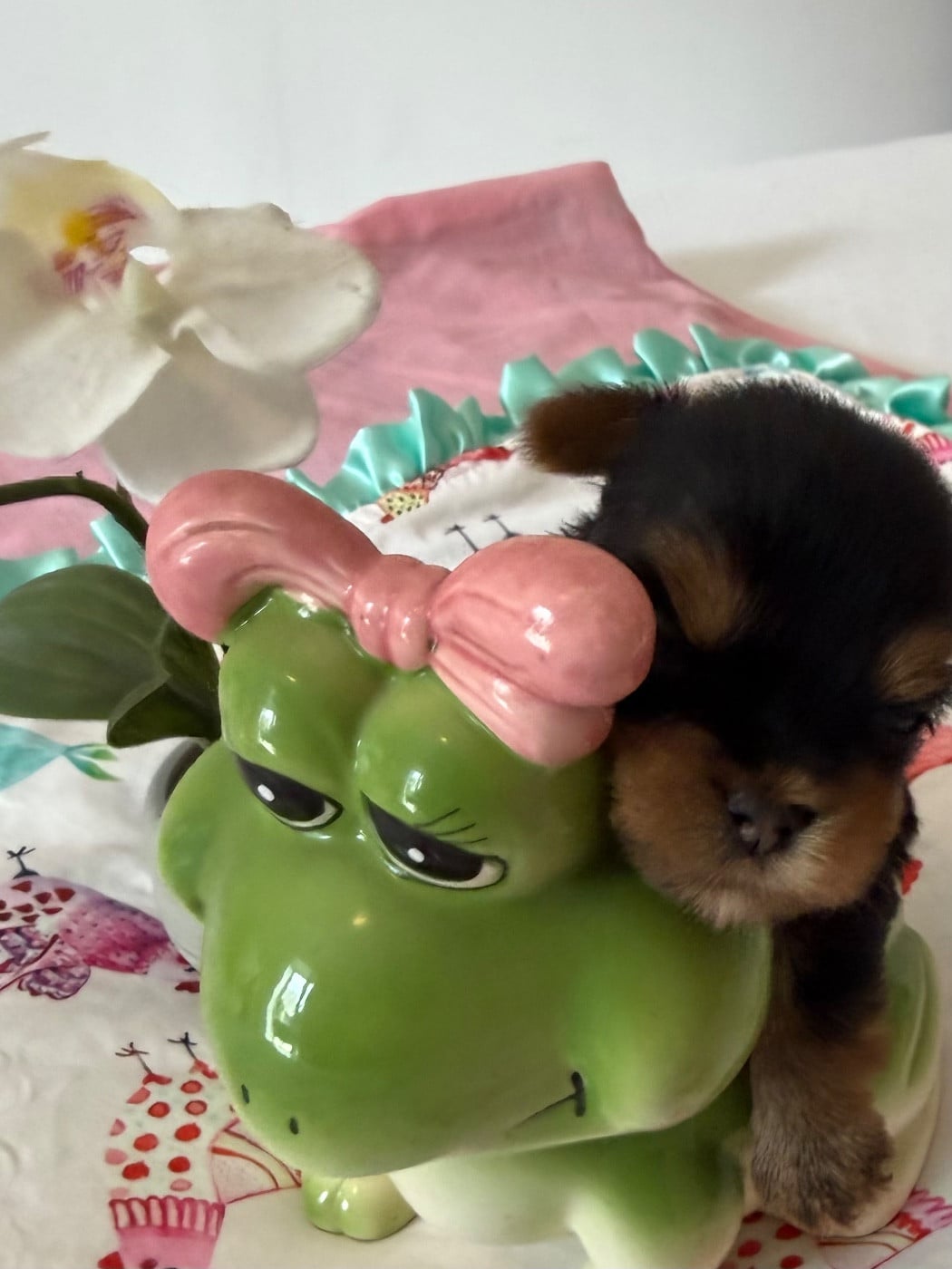 Chiot N°2