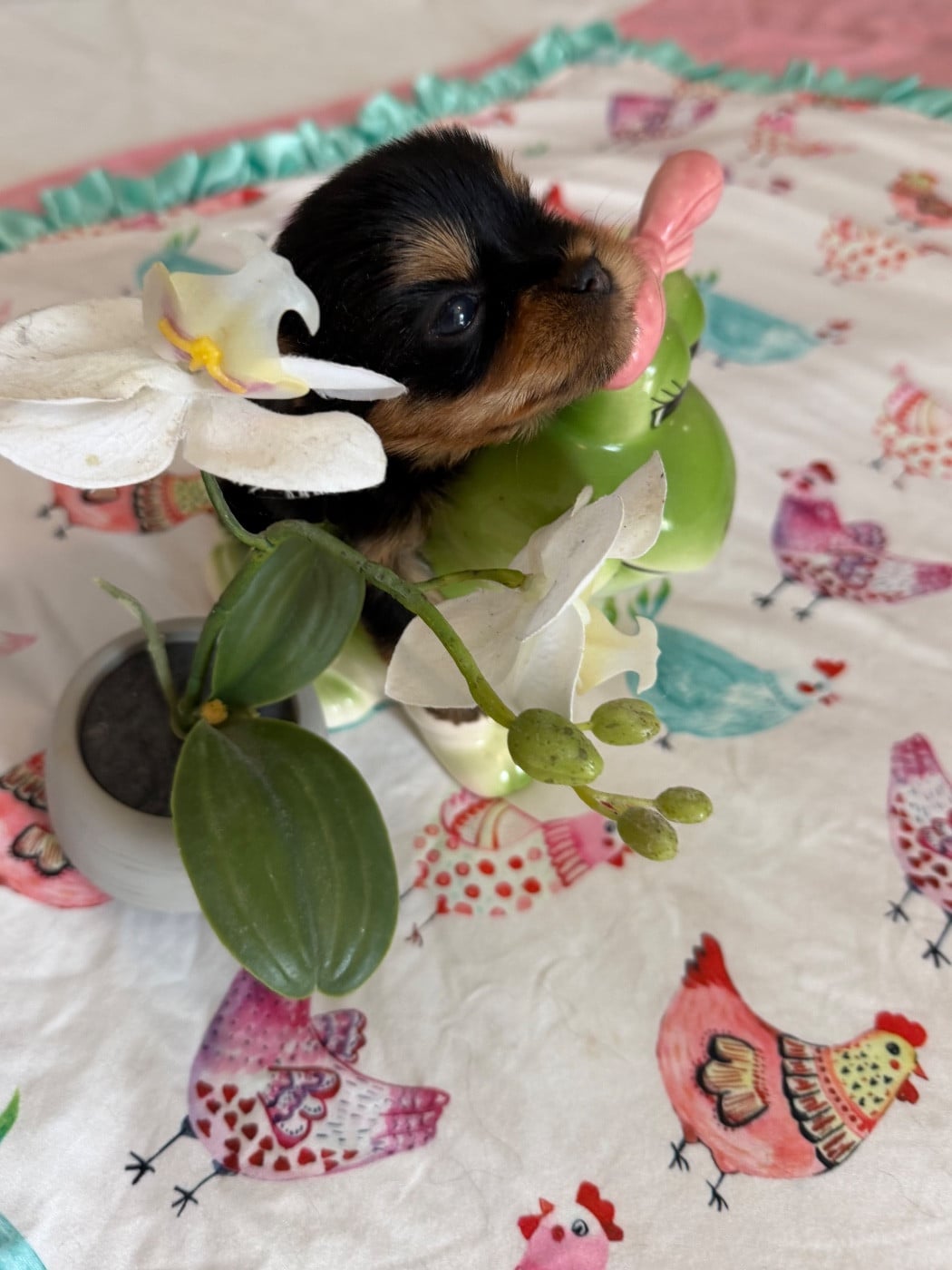 Chiot N°2