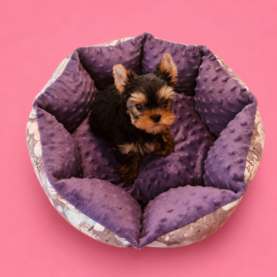 Les chiots de Yorkshire Terrier
