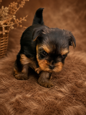 Les chiots de Yorkshire Terrier