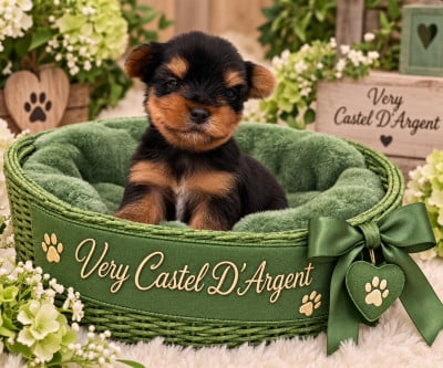 Les chiots de Yorkshire Terrier